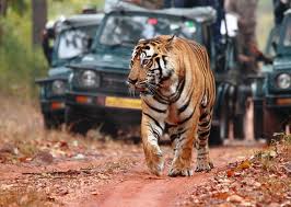 bandhavgarh national park jeep safari booking