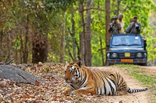 Tour Bandhavgarh National Park -